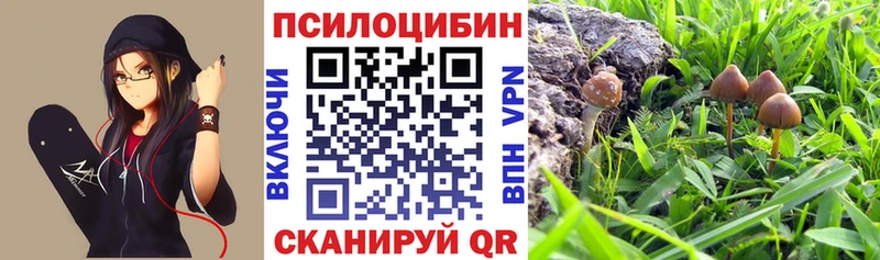 Галлюциногенные грибы Psilocybe  Иннополис 